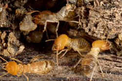Image of termites and termite damage